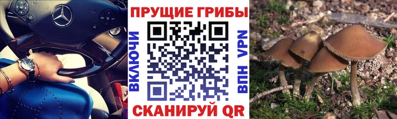 Псилоцибиновые грибы Psilocybe  Щёкино 